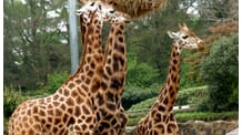 Family 4-pack of Tickets to the Zoo